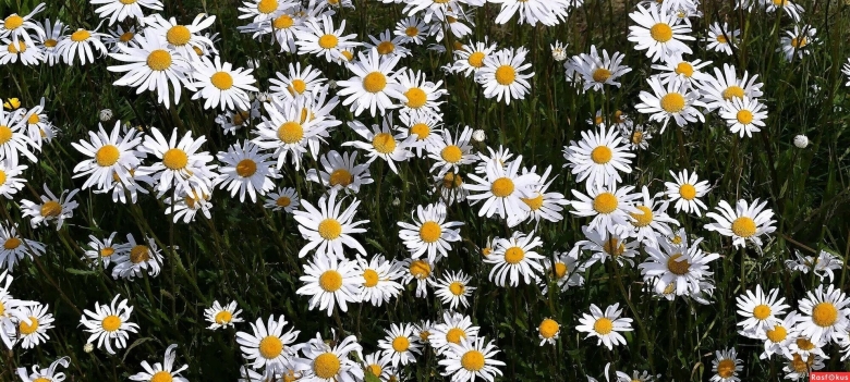 Ромашка Полевая фото