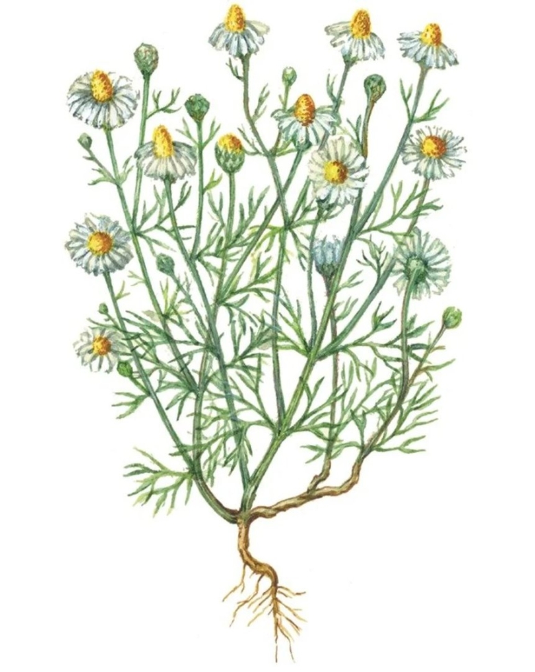 Matricaria Chamomilla