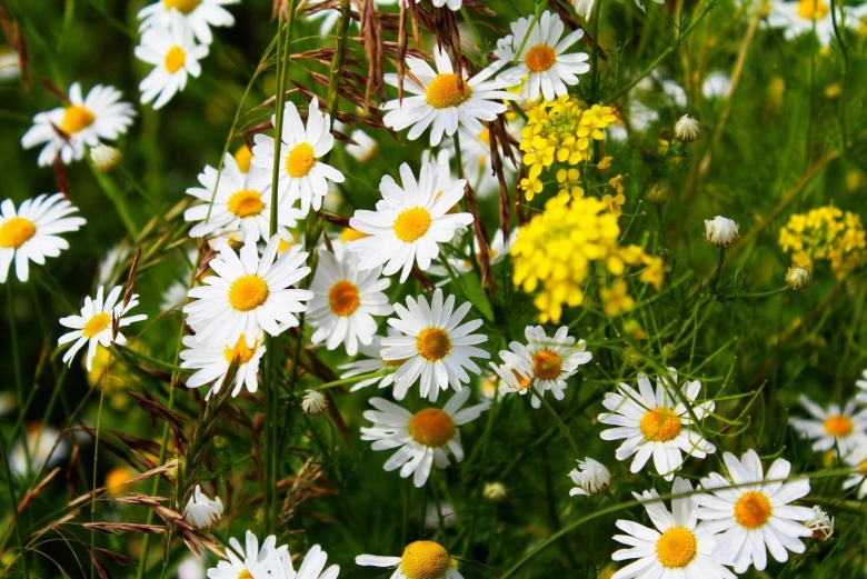 Астра Полевая Ромашковая