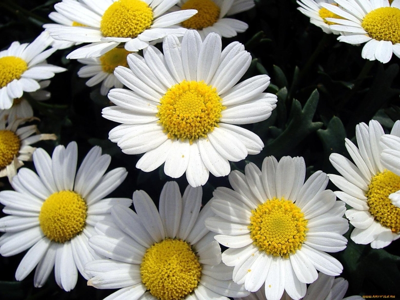 Ромашки разные