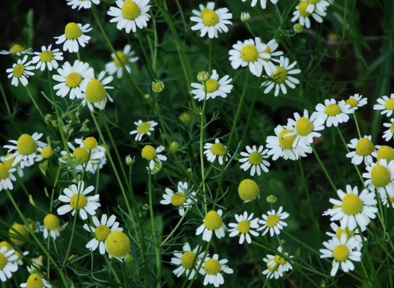 Матрикария Хамомилла