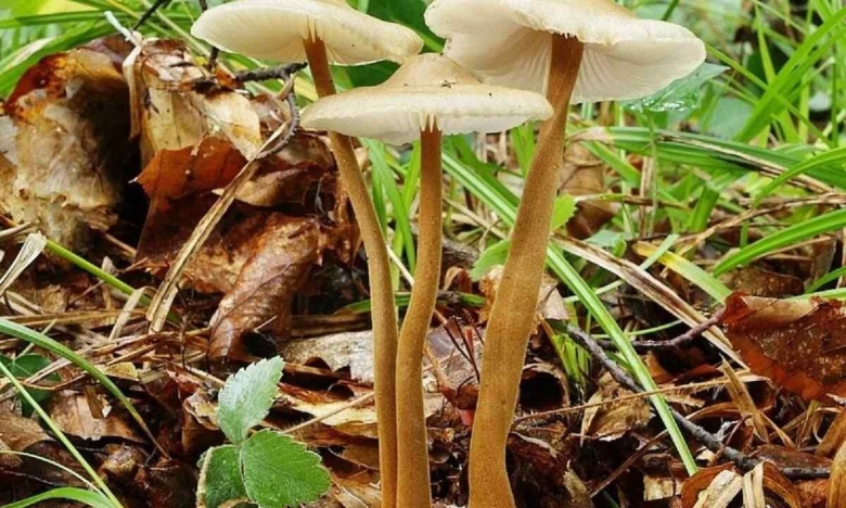 Коллибия широкопластинчатая