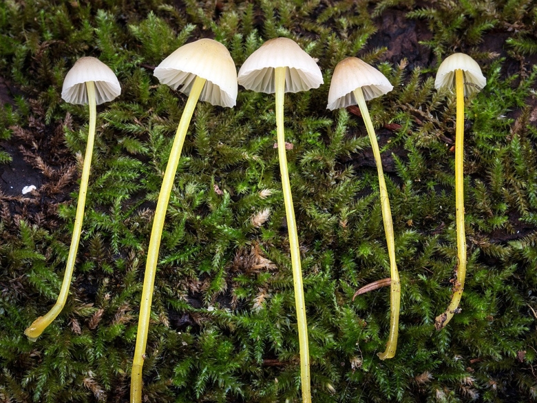 Mycena epipterygia