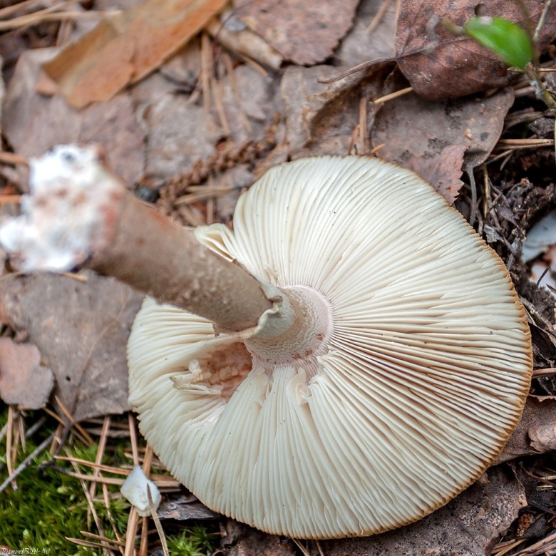 Псатирелла водолюбивая