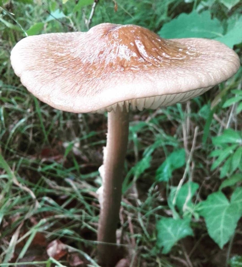 Коллибия веретеноногая гриб