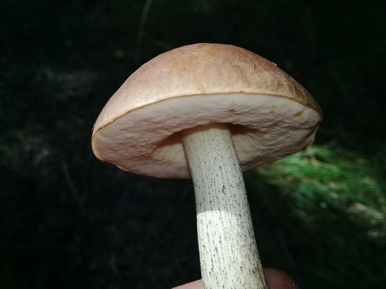 Гриб растет среди дорожки голова на тонкой ножке