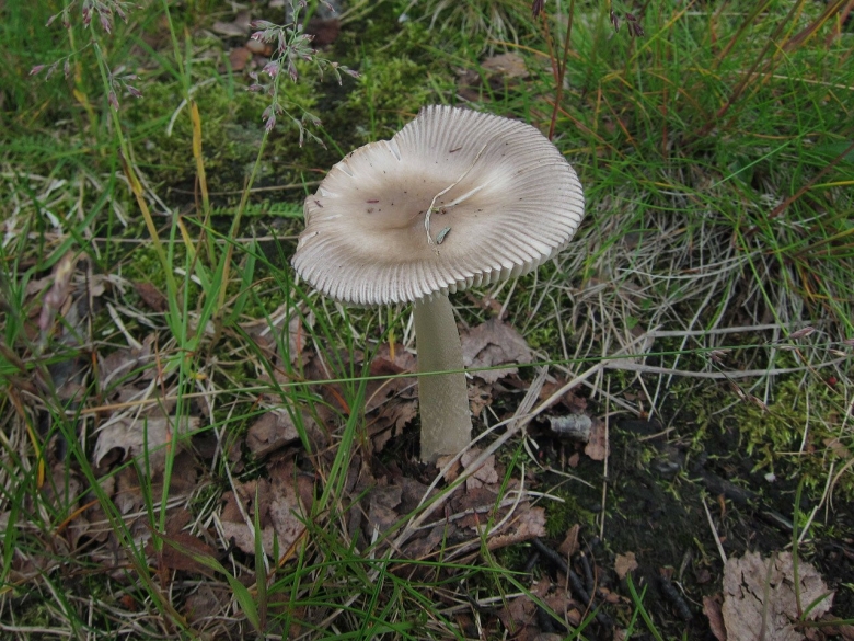 Поплавок белый Amanita Alba