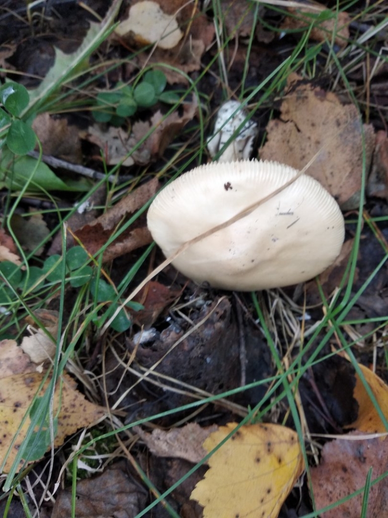 Гриб белого цвета пластинчатый