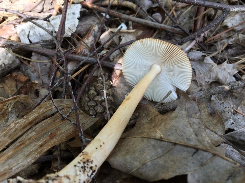 Поплавок желтеющий Amanita flavescens