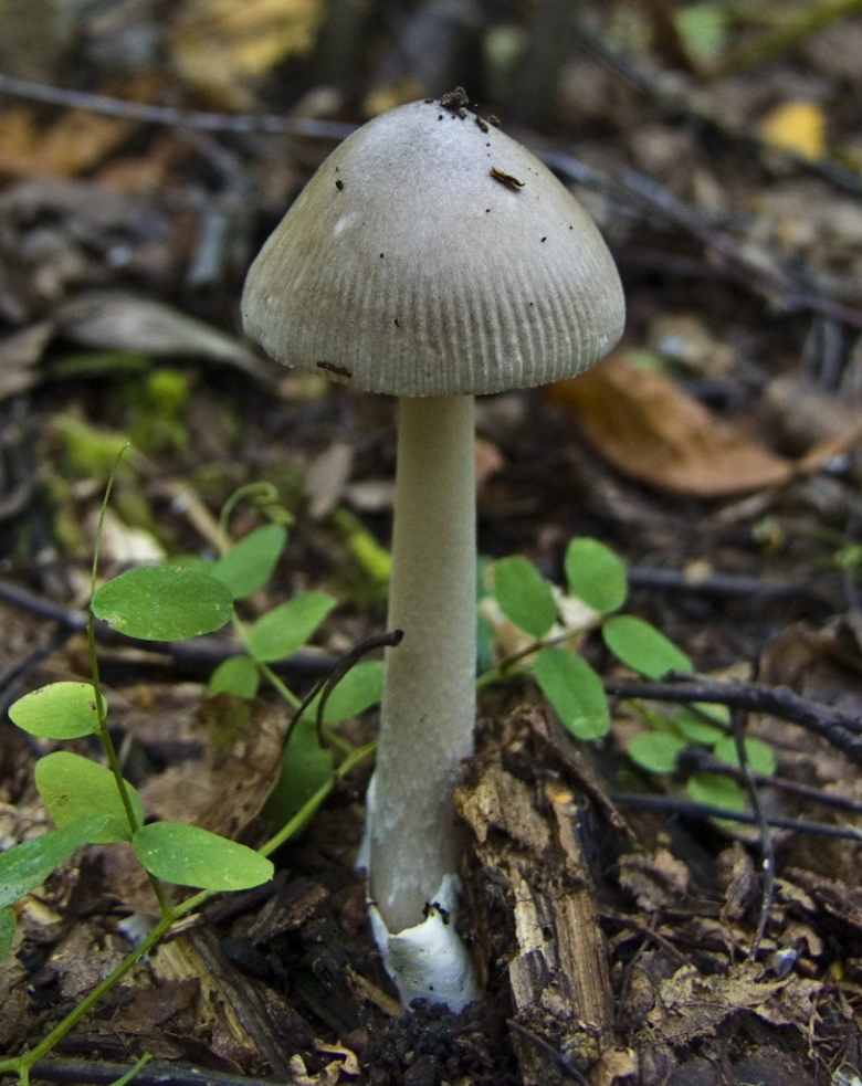 Поплавок белый Amanita Alba
