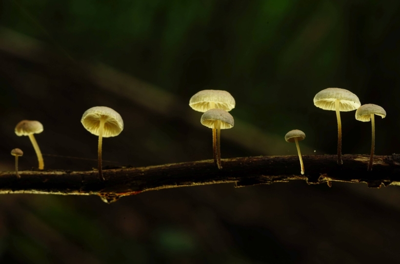 Marasmiellus ramealis