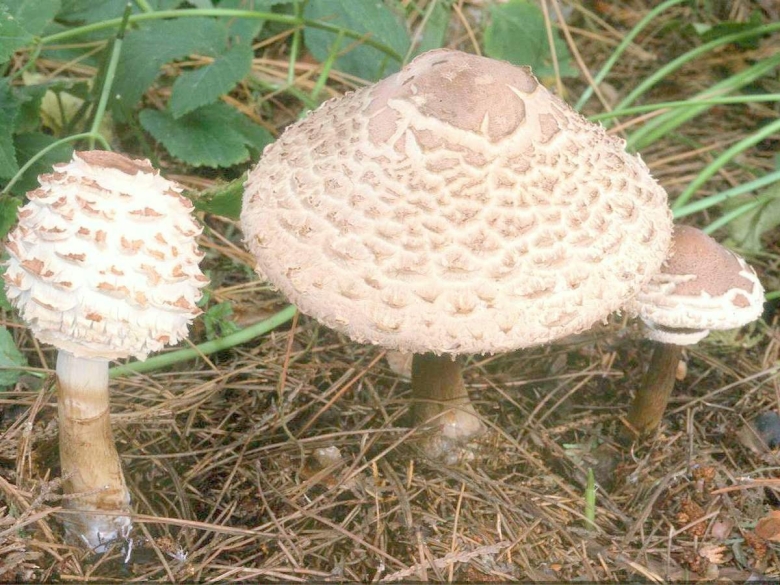 Гриб зонтик пёстрый macrolepiota procera