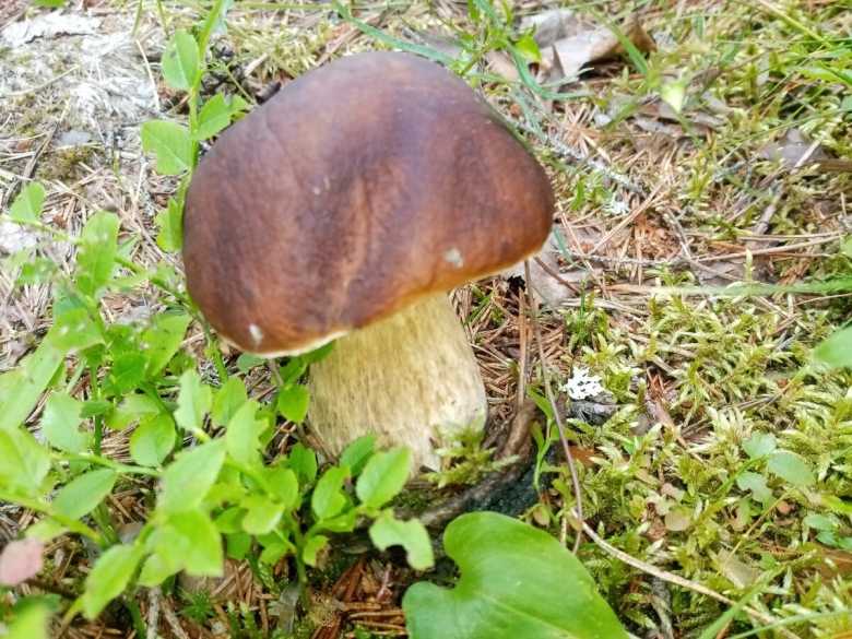 Полностью белый гриб