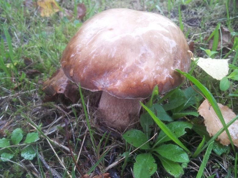 Белый гриб дубовый Боровик сетчатый