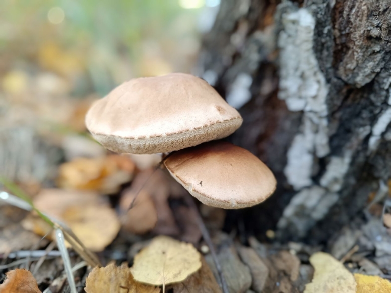 Опенок гриб