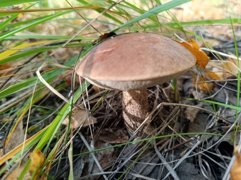 Подберезовик обыкновенный