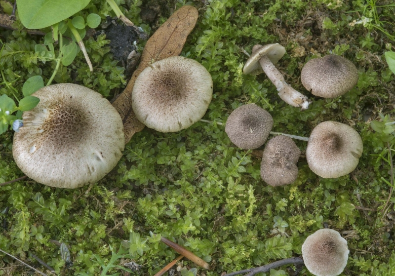 Рядовка резная Tricholoma scalpturatum