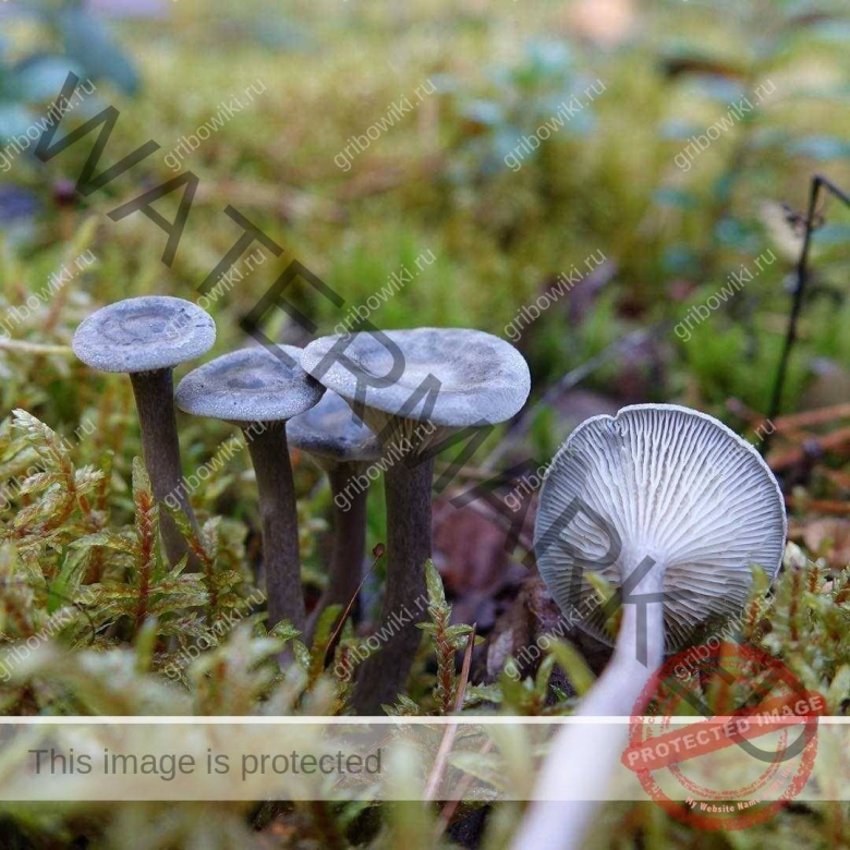 Лисичка горбатая