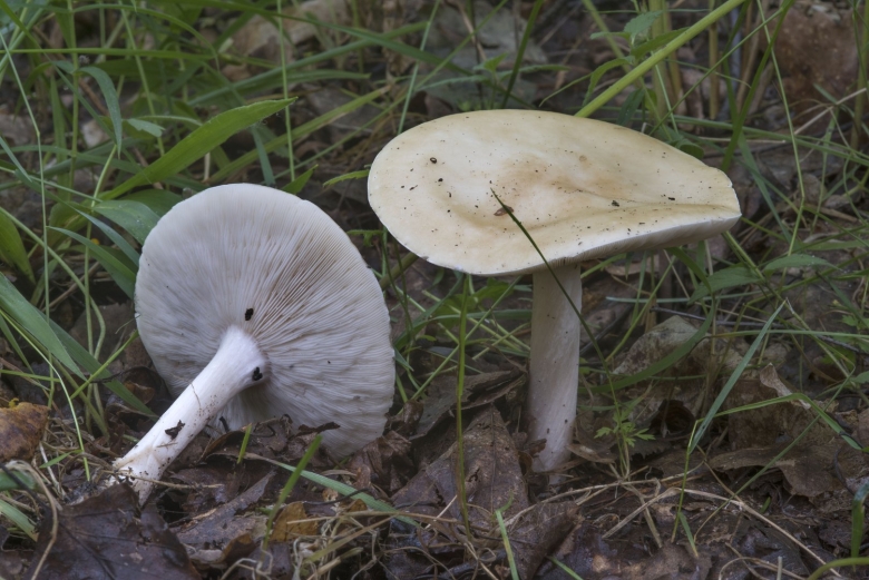 Меланолеука коротконожковая