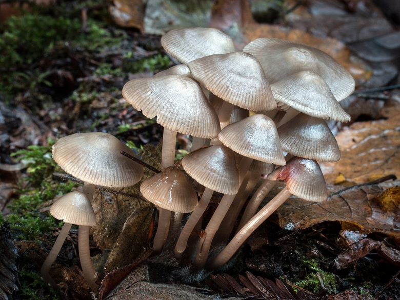 Коллибия веретеноногая