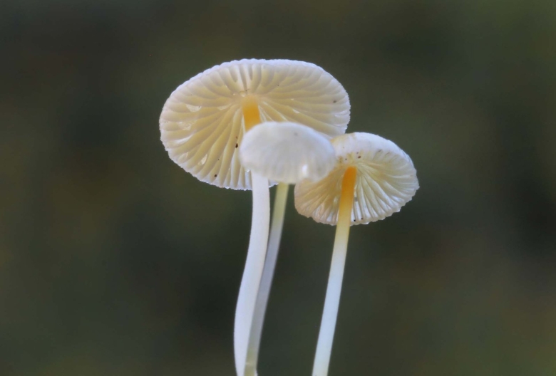 Мицена волосистая гриб