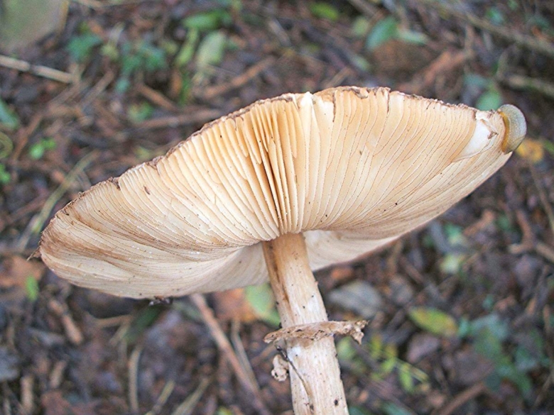 Грибы шляпкой вверх на тонкой ножке