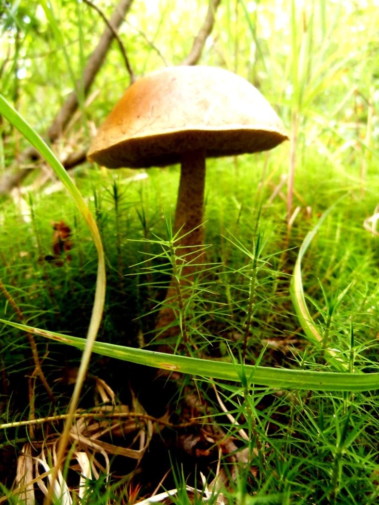 Обабок и подосиновик