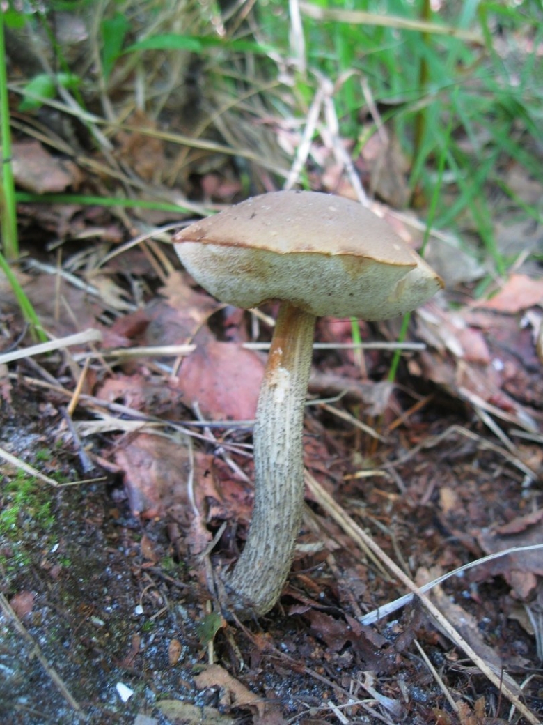 На стройных ножках стоят подберезовики