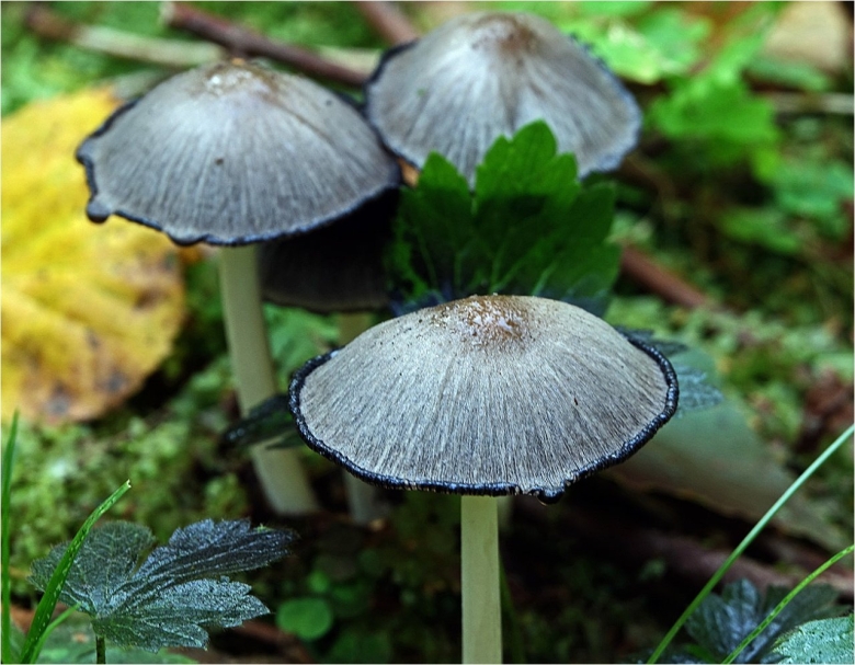 Навозник обыкновенный coprinopsis cinerea