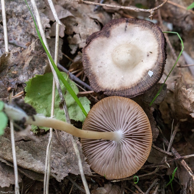 Psathyrella spadiceogrisea