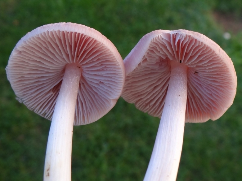 Mycena rosea