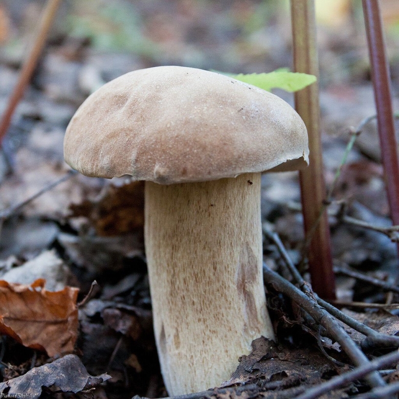 Боровик сетчатый Boletus reticulatus