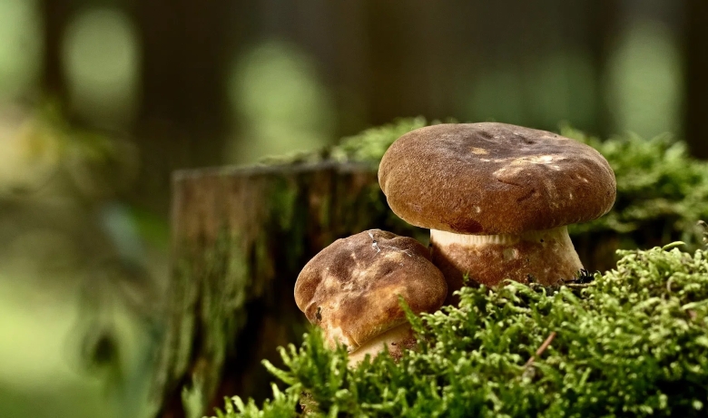 Маленькие грибы