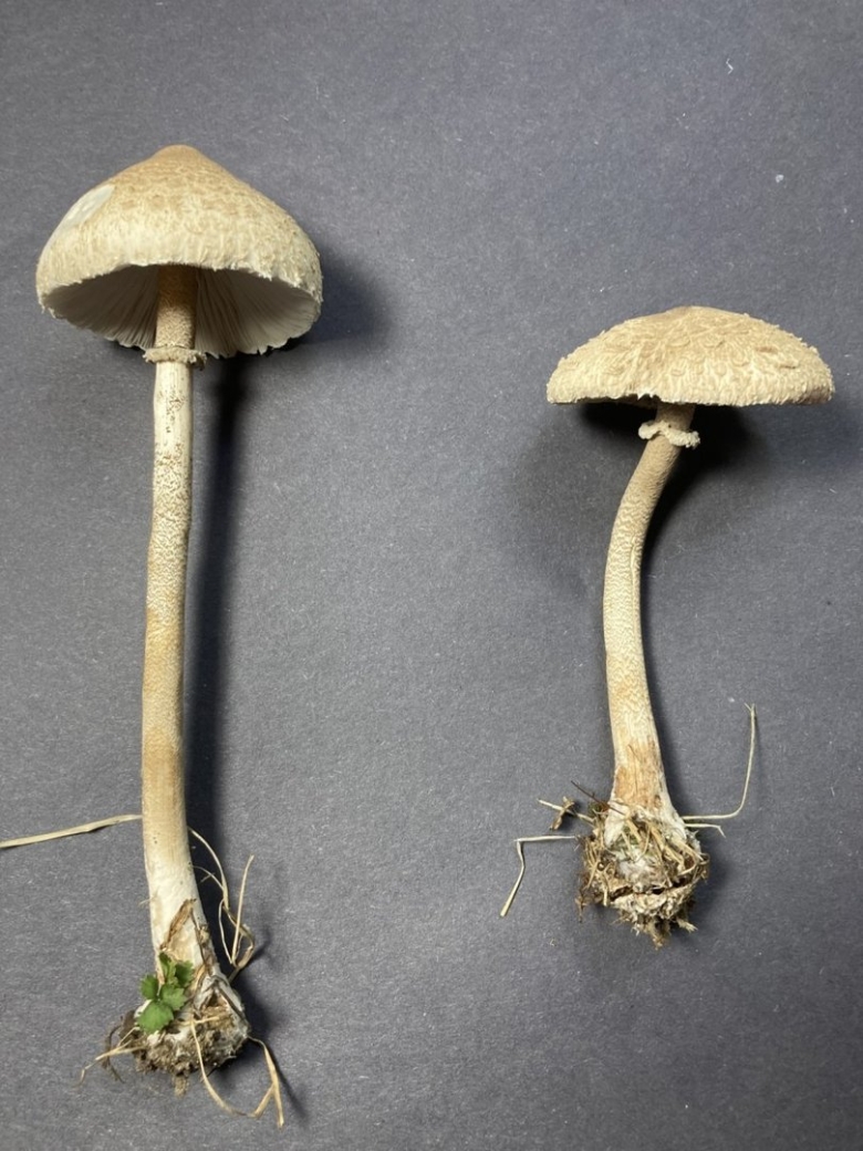 Гриб с очень длинной ножкой