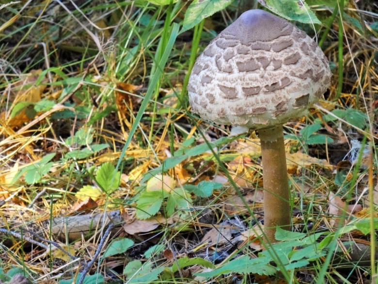 Серый гриб на тонкой ножке