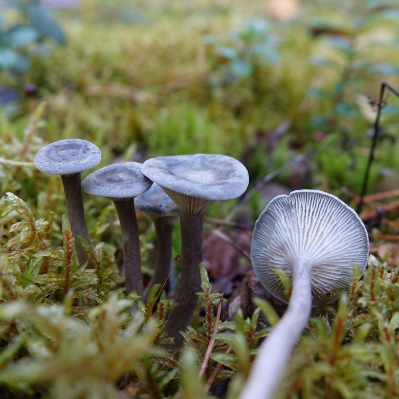 Грибы лисичка горбатая