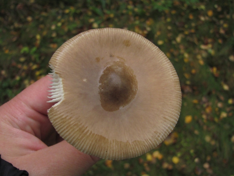 Поплавок серый гриб