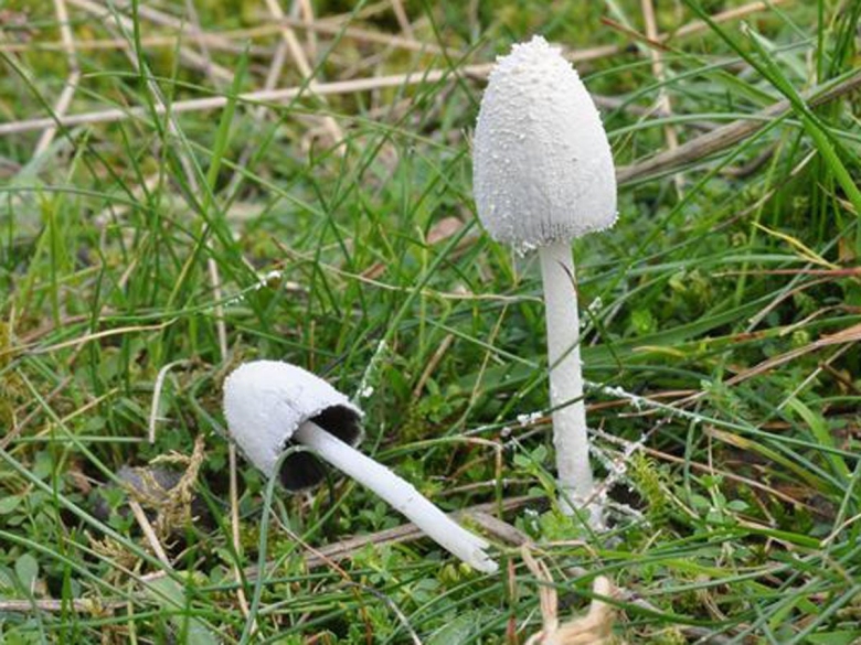 Гриб ядовитый навозник белый