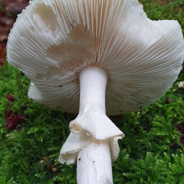 Мясистый гриб белого цвета