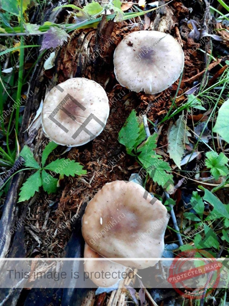 Гриб с черной слизью