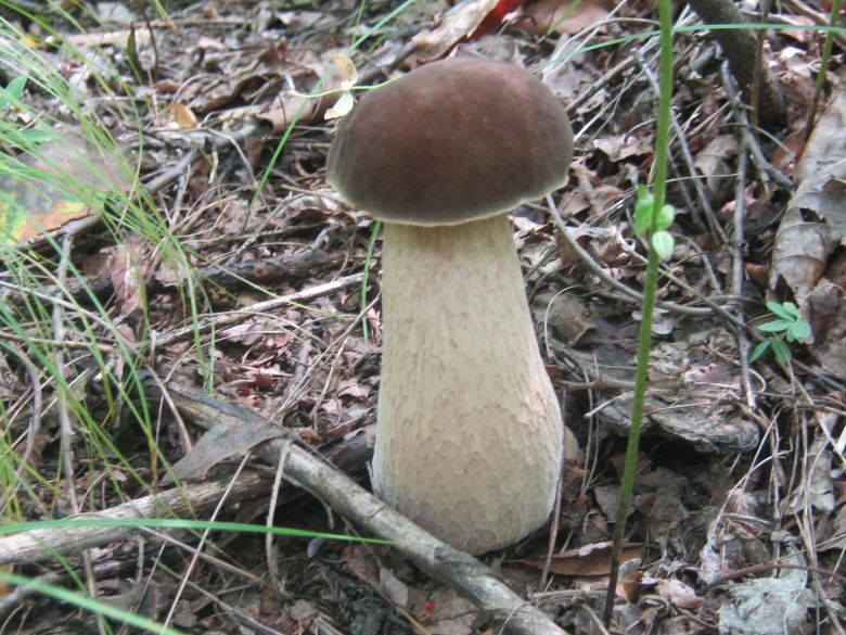 Белый гриб дубовый боровик сетчатый