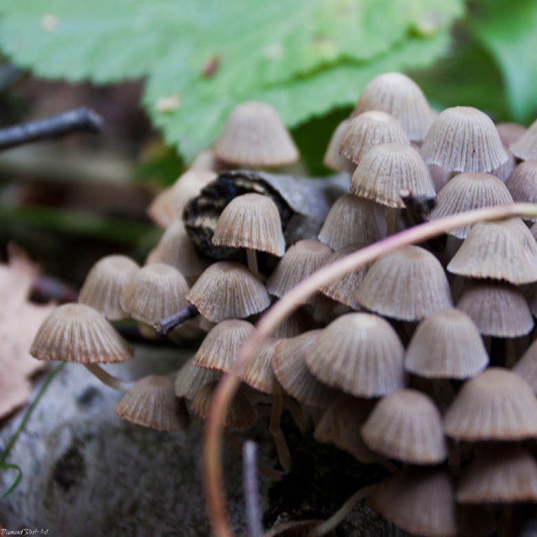 Мелкие серые грибы