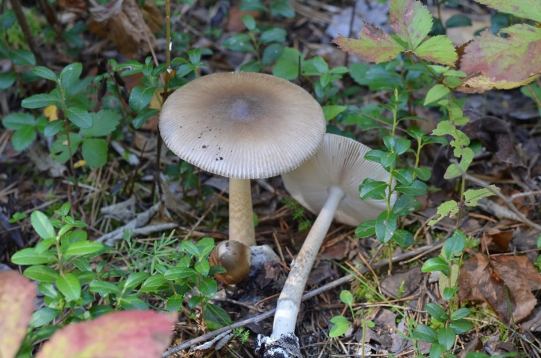 Серая поганка гриб