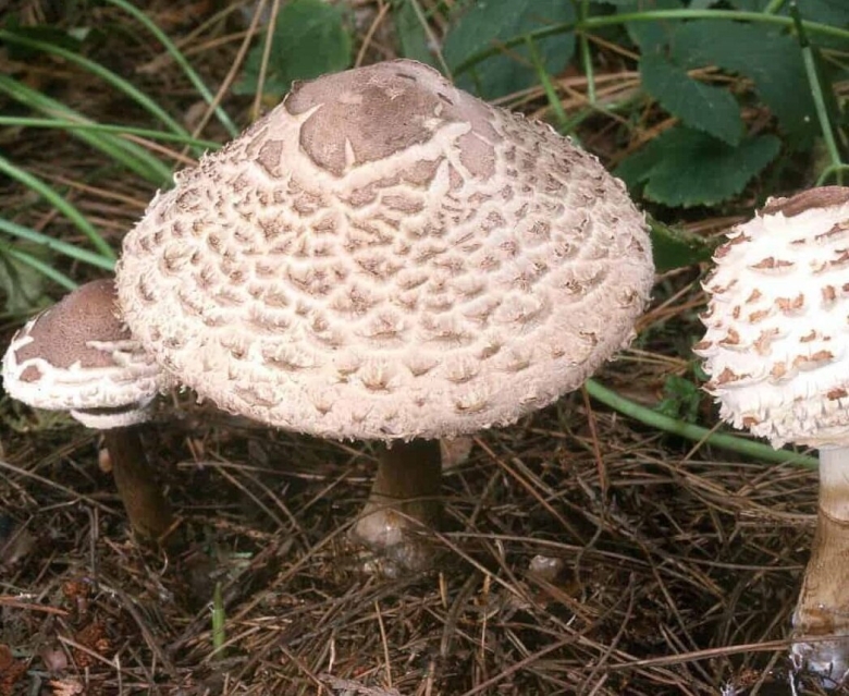Лепиота гребенчатая