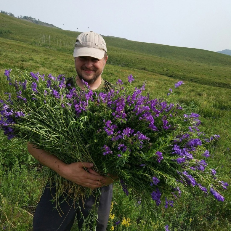 Травы Сибири и Забайкалья