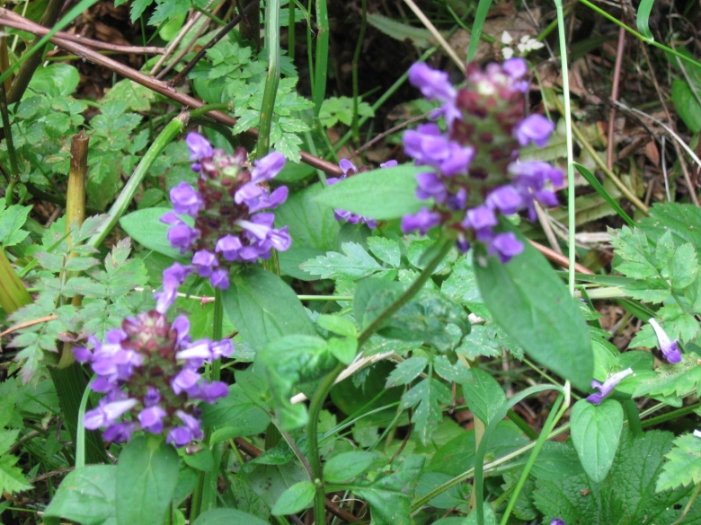 Черноголовка Прунелла обыкновенная