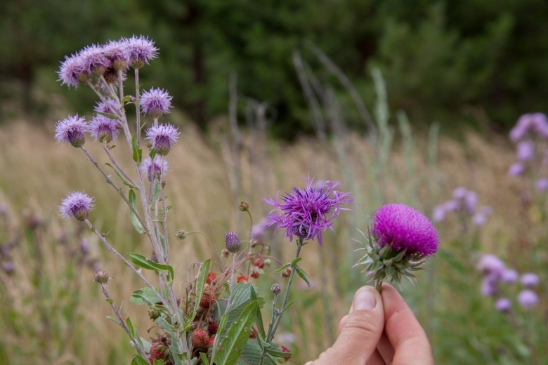 Левзея сафлоровидная