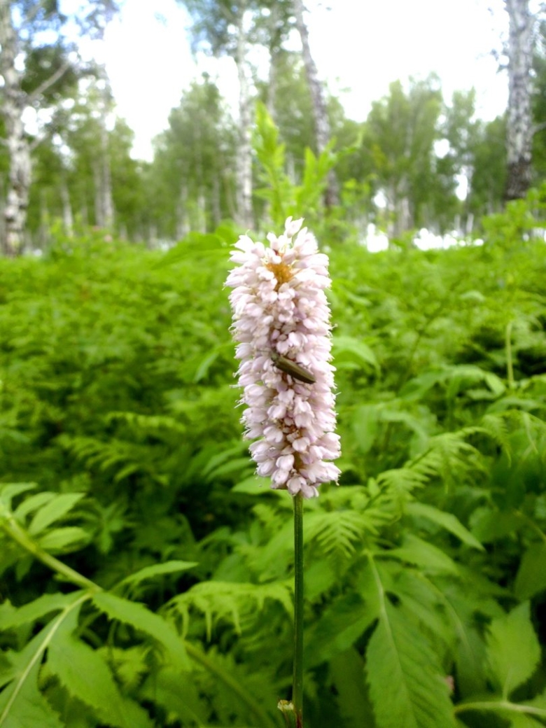 Травянистые растения Сибири