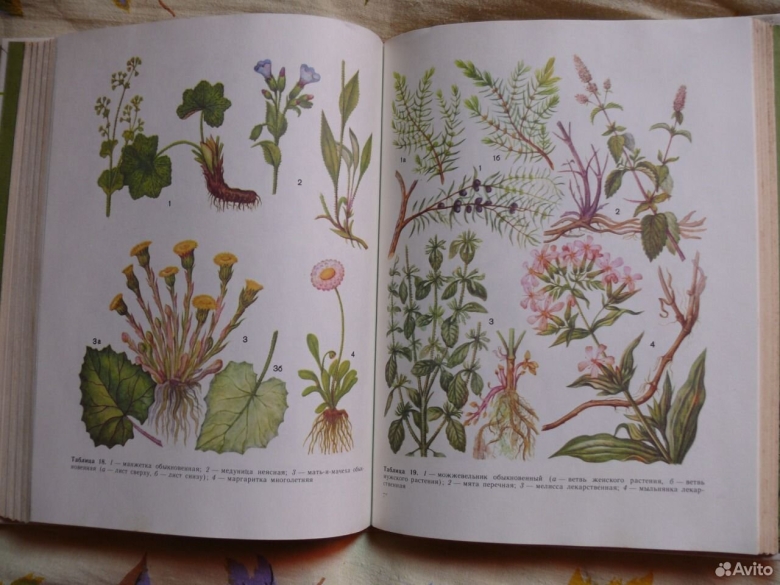 Лекарственные растения книга