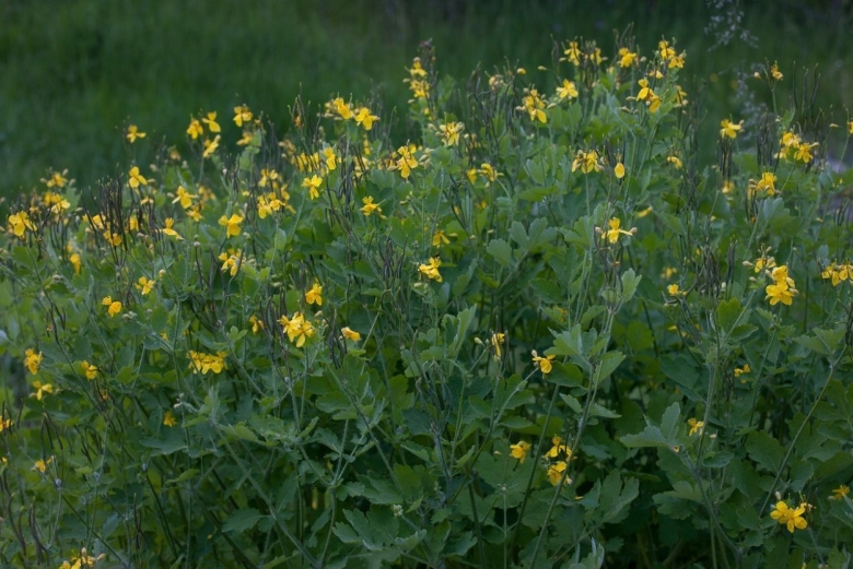 Пучки лекарственных трав Сибири